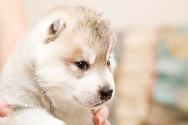 Beyaz arka planda sevimli Sibirya Husky köpeği