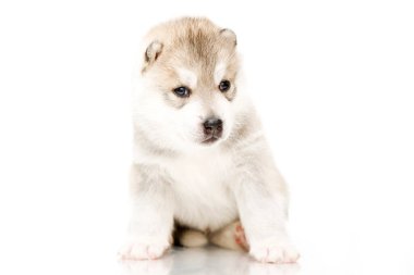 Beyaz arka planda sevimli Sibirya Husky köpeği