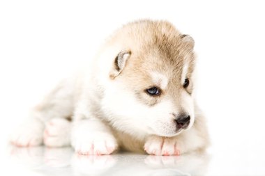 Beyaz arka planda sevimli Sibirya Husky köpeği