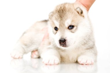 Beyaz arka planda sevimli Sibirya Husky köpeği