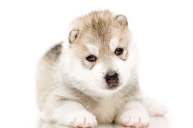 Beyaz arka planda sevimli Sibirya Husky köpeği