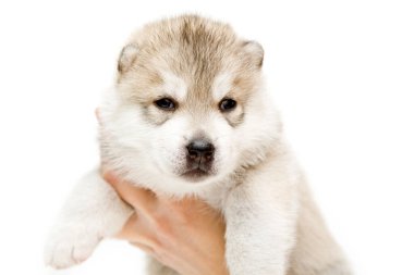 Beyaz arka planda sevimli Sibirya Husky köpeği