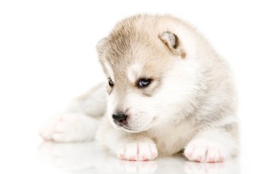 Beyaz arka planda sevimli Sibirya Husky köpeği