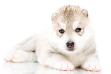 Beyaz arka planda sevimli Sibirya Husky köpeği