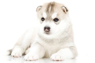Beyaz arka planda sevimli Sibirya Husky köpeği