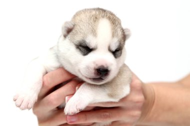 Sevimli Sibirya Husky köpeği insan eliyle beyaz arka planda