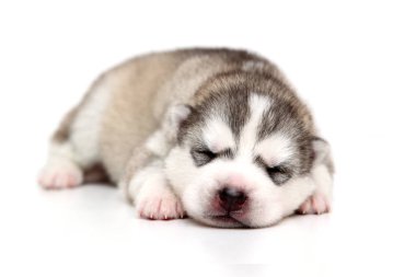 Beyaz arka planda sevimli Sibirya Husky köpeği