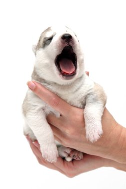 Sevimli Sibirya Husky köpeği insan eliyle beyaz arka planda