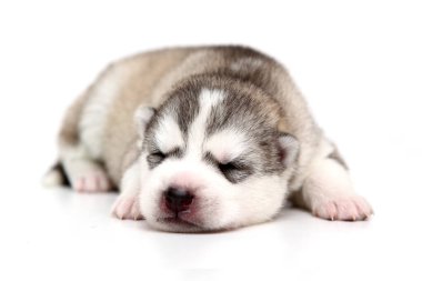 Beyaz arka planda sevimli Sibirya Husky köpeği