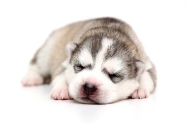 Beyaz arka planda sevimli Sibirya Husky köpeği