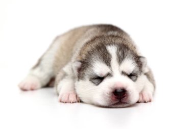 Beyaz arka planda sevimli Sibirya Husky köpeği