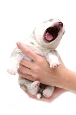 Sevimli Sibirya Husky köpeği insan eliyle beyaz arka planda