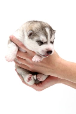 Sevimli Sibirya Husky köpeği insan eliyle beyaz arka planda