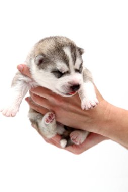 Sevimli Sibirya Husky köpeği insan eliyle beyaz arka planda