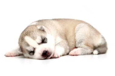 Beyaz arka planda sevimli Sibirya Husky köpeği