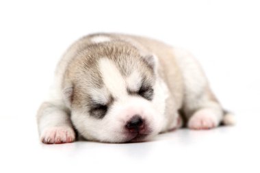 Beyaz arka planda sevimli Sibirya Husky köpeği