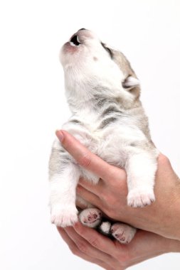 Sevimli Sibirya Husky köpeği insan eliyle beyaz arka planda