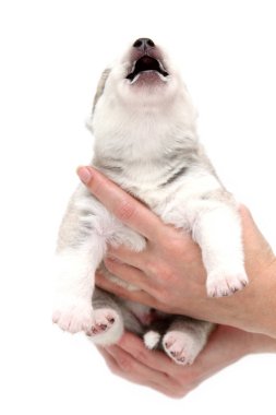 Sevimli Sibirya Husky köpeği insan eliyle beyaz arka planda