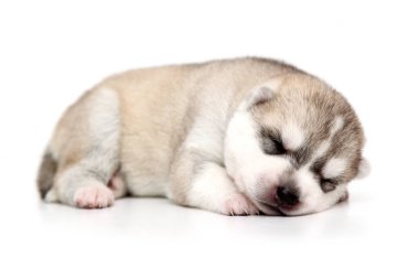 Beyaz arka planda sevimli Sibirya Husky köpeği