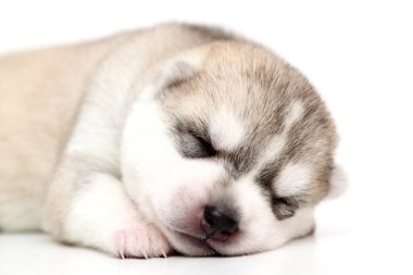 Beyaz arka planda sevimli Sibirya Husky köpeği