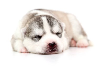 Beyaz arka planda sevimli Sibirya Husky köpeği