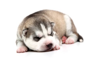 Beyaz arka planda sevimli Sibirya Husky köpeği