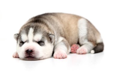 Beyaz arka planda sevimli Sibirya Husky köpeği