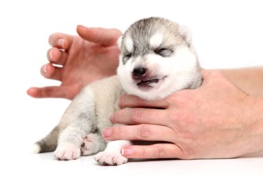 Sevimli Sibirya Husky köpeği insan eliyle beyaz arka planda