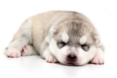 Beyaz arka planda sevimli Sibirya Husky köpeği