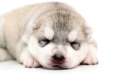 Beyaz arka planda sevimli Sibirya Husky köpeği