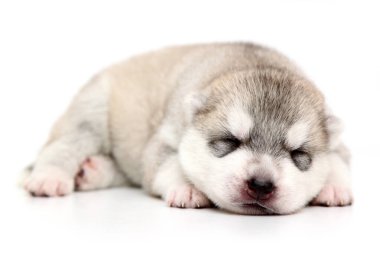 Beyaz arka planda sevimli Sibirya Husky köpeği