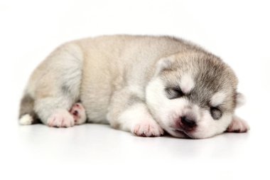 Beyaz arka planda sevimli Sibirya Husky köpeği