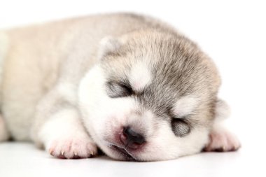 Beyaz arka planda sevimli Sibirya Husky köpeği