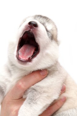 Sevimli Sibirya Husky köpeği insan eliyle beyaz arka planda