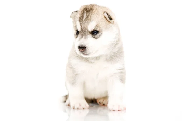 Adorable Cachorro Husky Siberiano Sobre Fondo Blanco — Foto de Stock