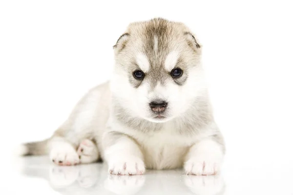 Adorabile Cucciolo Siberiano Husky Sfondo Bianco — Foto Stock