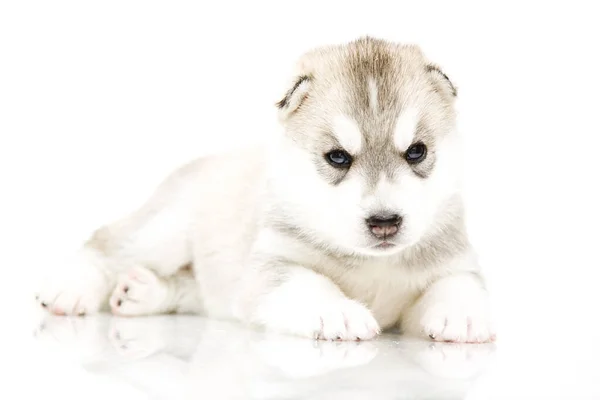 Adorable Chiot Husky Sibérien Sur Fond Blanc — Photo