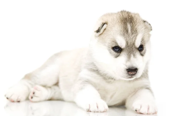 Schattige Siberische Husky Puppy Witte Achtergrond — Stockfoto