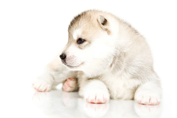 Schattige Siberische Husky Puppy Witte Achtergrond — Stockfoto