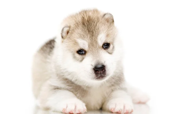 Adorable Siberian Husky Puppy White Background — Stock Photo, Image