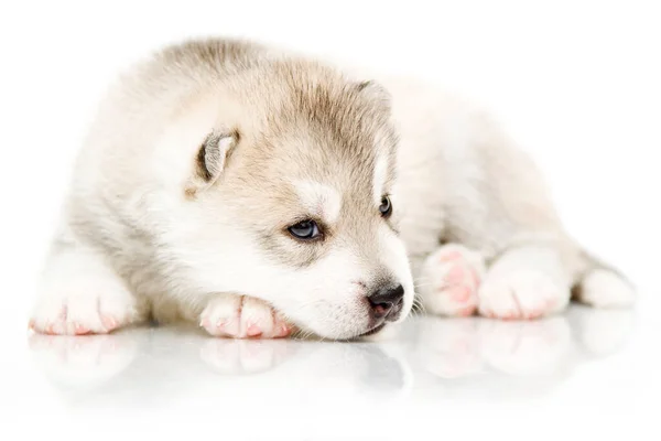 Adorable Siberian Husky Puppy White Background — Stock Photo, Image