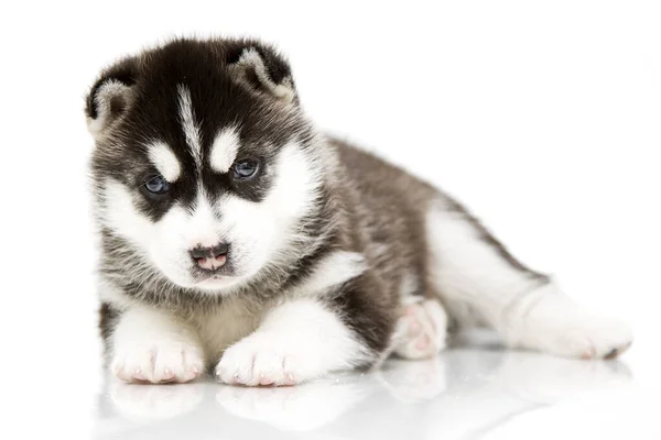 Adorable Cachorro Husky Siberiano Sobre Fondo Blanco — Foto de Stock