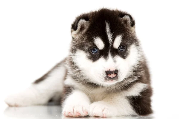 Adorable Cachorro Husky Siberiano Sobre Fondo Blanco —  Fotos de Stock