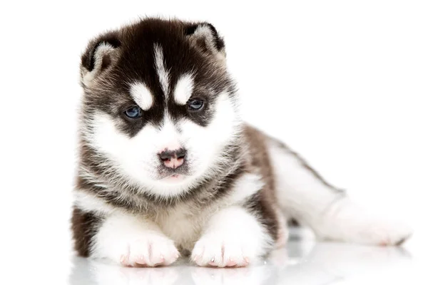 กไซบ Husky ขบนพ นหล ขาว — ภาพถ่ายสต็อก