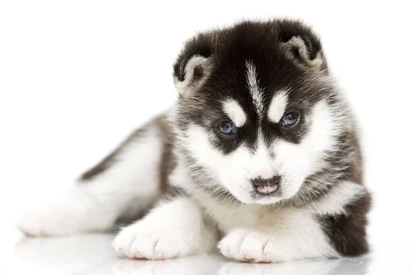 Entzückender Siberian Husky Welpe Auf Weißem Hintergrund — Stockfoto