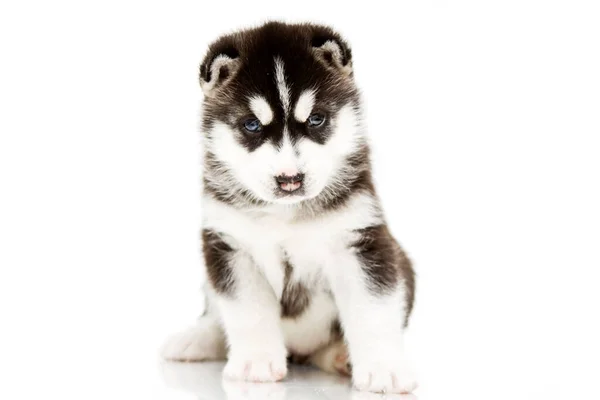 Schattige Siberische Husky Puppy Witte Achtergrond — Stockfoto