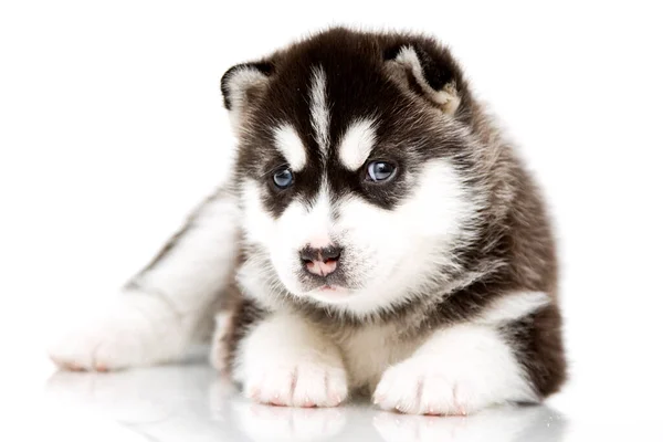 กไซบ Husky ขบนพ นหล ขาว — ภาพถ่ายสต็อก