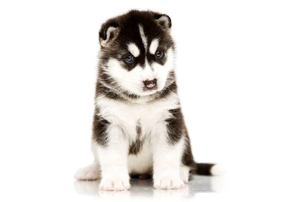 Adorable Chiot Husky Sibérien Sur Fond Blanc — Photo