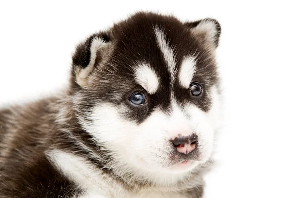 Adorable Siberian Husky Puppy White Background — Stock Photo, Image