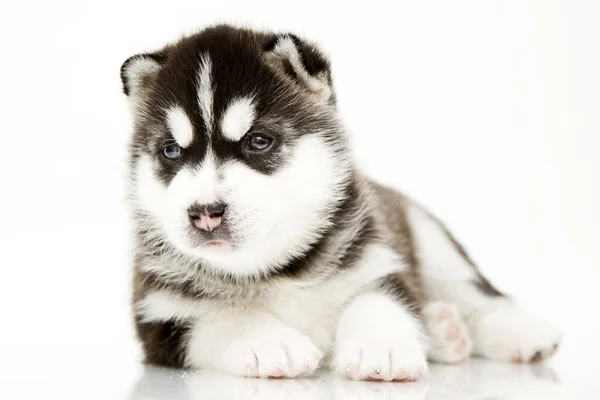 Adorabil Siberian Husky Catelus Fundal Alb — Fotografie, imagine de stoc